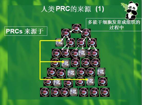 俄罗斯贵宾会·(中国)集团
