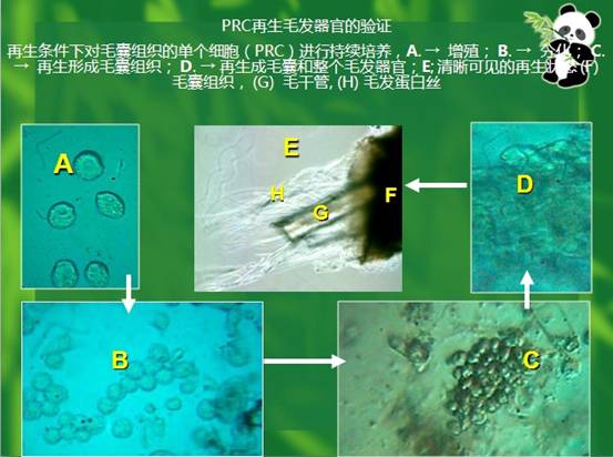 俄罗斯贵宾会·(中国)集团