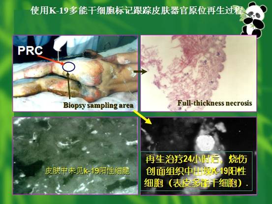 俄罗斯贵宾会·(中国)集团