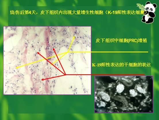 俄罗斯贵宾会·(中国)集团