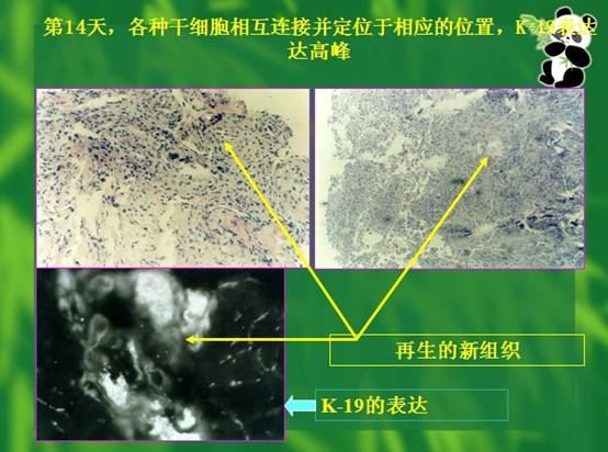 俄罗斯贵宾会·(中国)集团