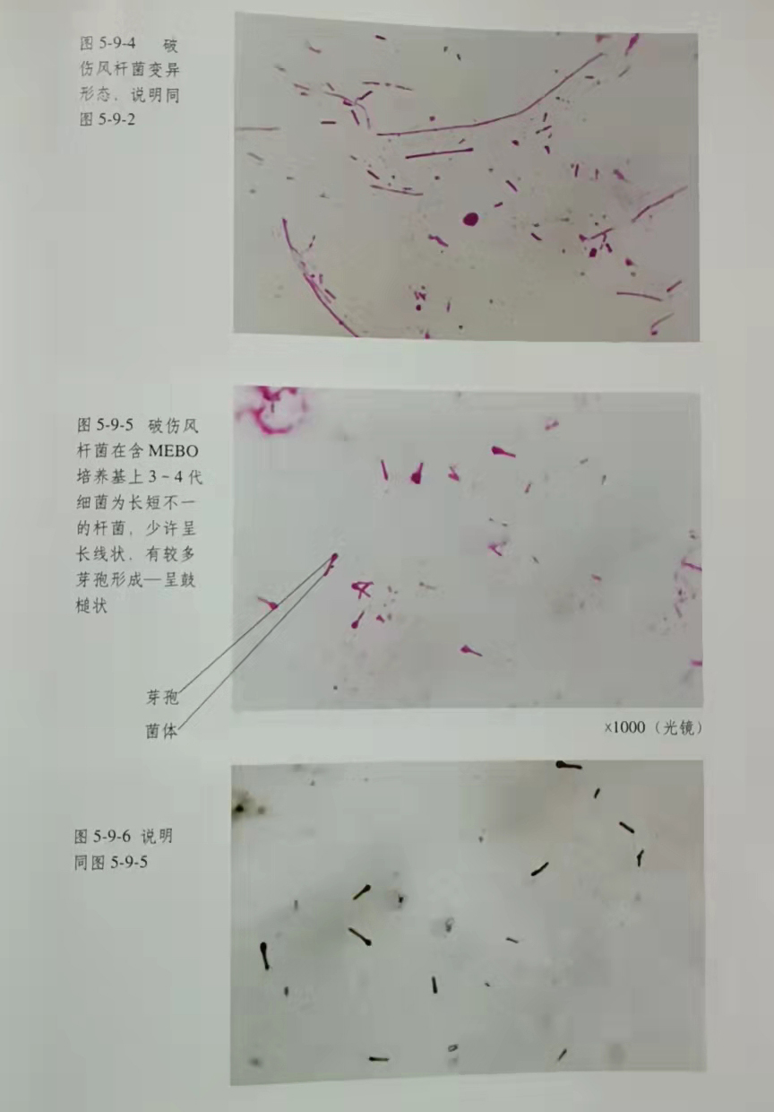 ����˹����ᡤ(�й�)����