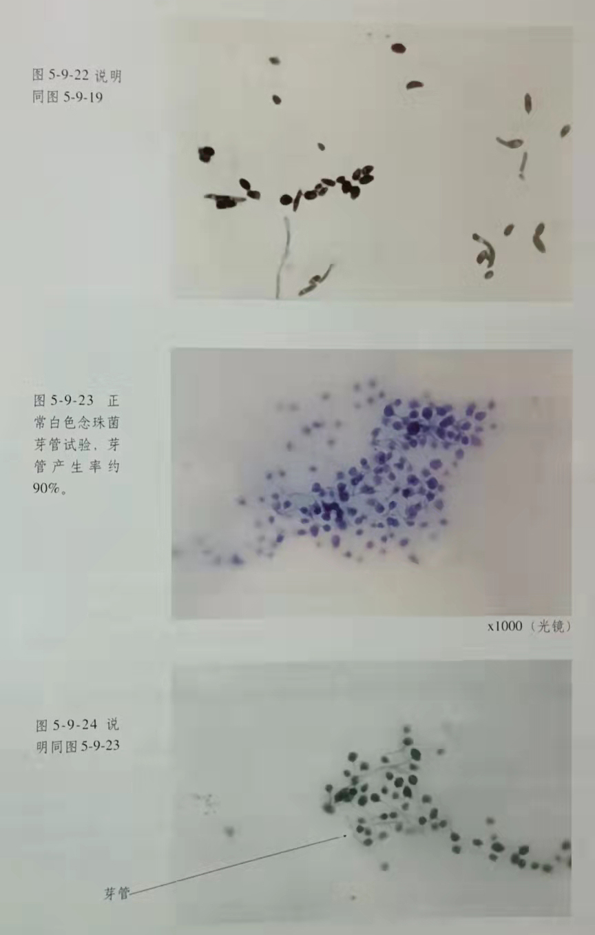 ����˹����ᡤ(�й�)����