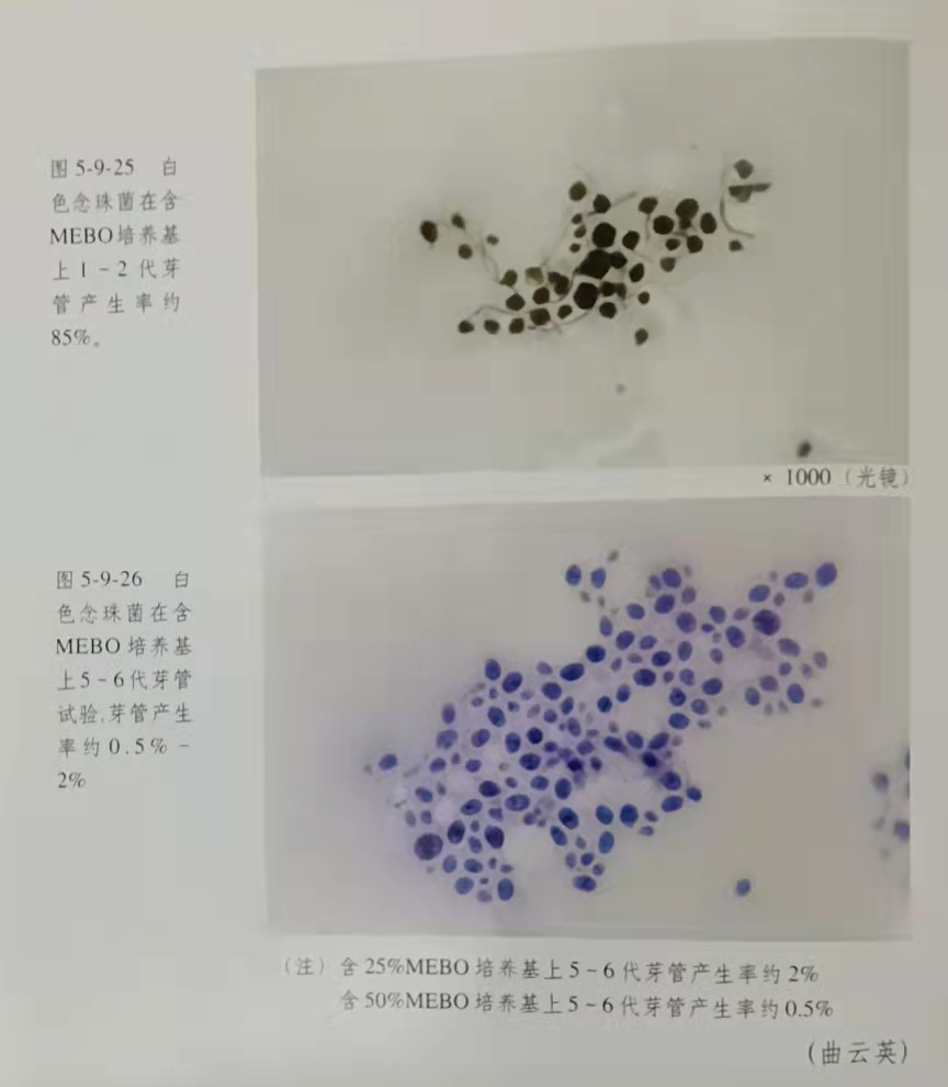 ����˹����ᡤ(�й�)����