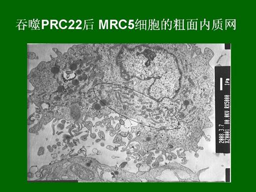 俄罗斯贵宾会·(中国)集团