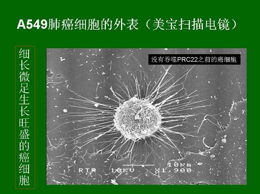 俄罗斯贵宾会·(中国)集团