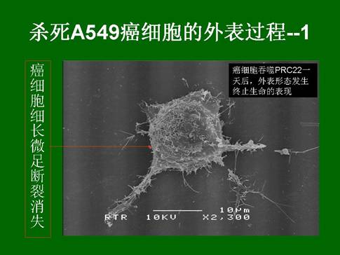 俄罗斯贵宾会·(中国)集团