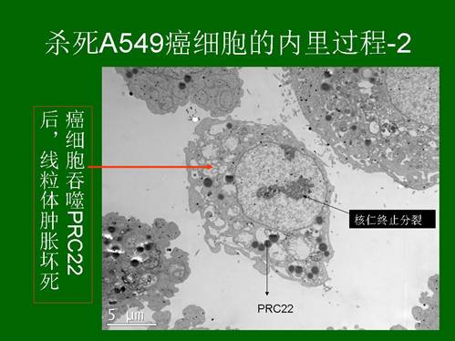 俄罗斯贵宾会·(中国)集团