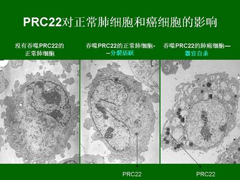 俄罗斯贵宾会·(中国)集团