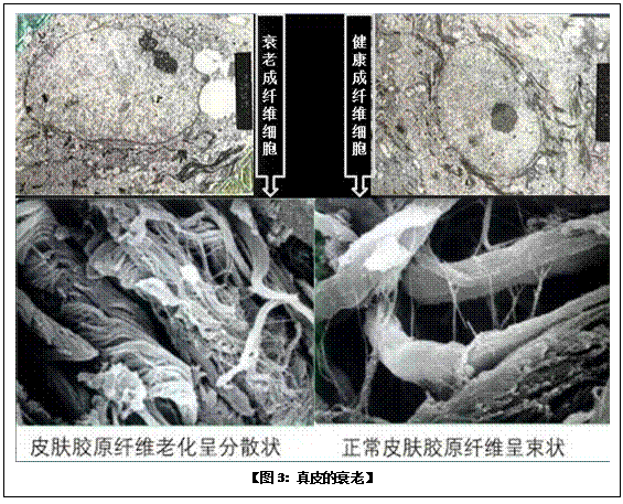 俄罗斯贵宾会·(中国)集团