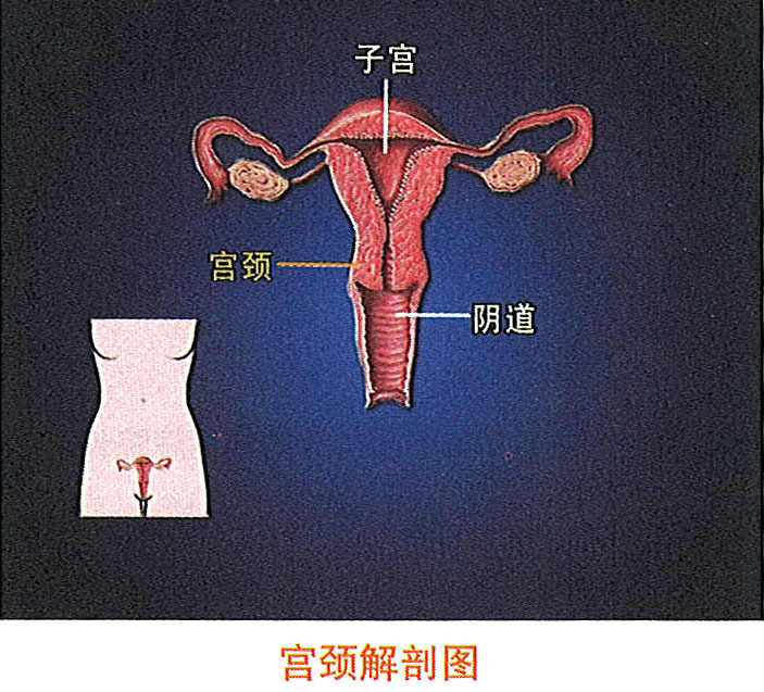 俄罗斯贵宾会·(中国)集团